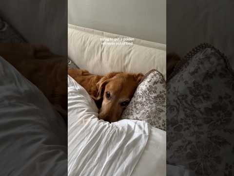 coming home to my golden retriever❤️india retreiver dog pup… サムネイル