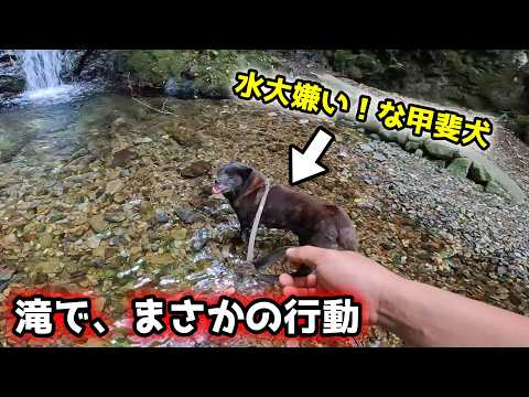 【甲斐犬の神秘】なんでこうなるのか、不思議です【甲斐犬と山登り：今熊山編　最終話】 サムネイル