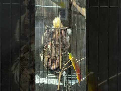 shorts 日頃見えないお腹が良く見えます☺️ コモンマーモセット　小ザルたちにフルーツをプレゼント　浜松市動物園に… サムネイル