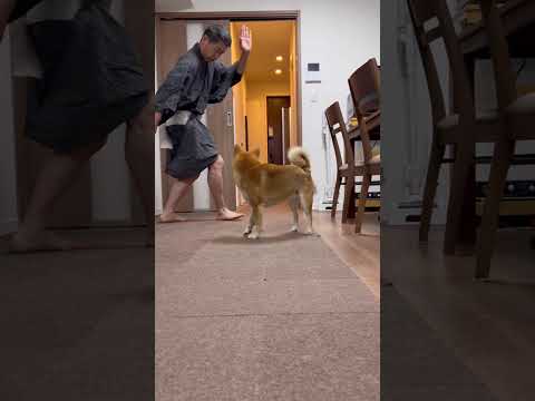 桃の節句に我が家の男子から舞を披露させていただきました　柴犬　ひな祭り サムネイル