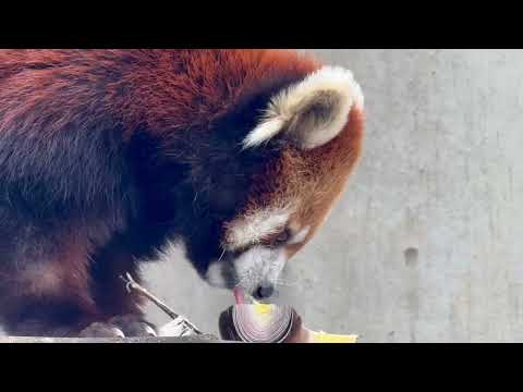 メイタちゃん編　レッサーガイド「動物の食事時間」　レッサーパンダ　千葉市動物公園にて　2026年4月18日 サムネイル