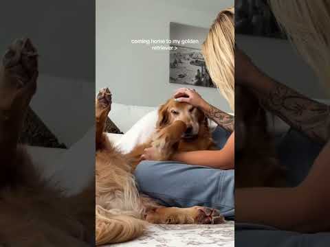 coming home to my golden retriever❤️india retreiver dog pup…