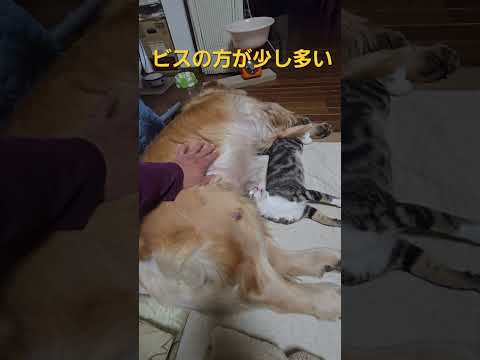 今夜のキビッチャン 子猫とゴールデンレトリバービスとイロハ cat goldenretriever ゴールデンレトリバ… サムネイル
