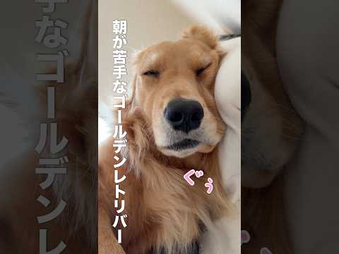 人間みたいに枕を使って眠る犬の寝顔が可愛い...【ゴールデンレトリバー・ボーダーコリー】shorts サムネイル