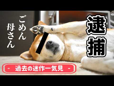 うちの柴犬がすみません【過去の迷作一気見】 サムネイル