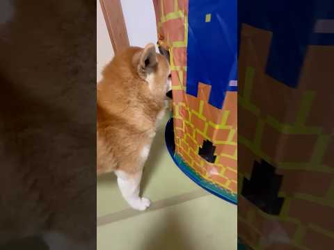 柴犬福 姉に部屋に侵入され、謎の遊びまで付き合わされる柴犬🤣Sis and Shiba🤣姉と柴 shorts 柴犬 s… サムネイル