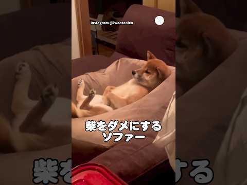 人間みたいにくつろぐ柴犬の日常　　柴犬　犬　かわいい　面白い　柴犬のいる暮らし サムネイル