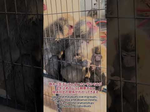 【旭山動物園】さる山🐵[Asahiyama Zoo] Asahiyama Zoo Monkey Mountain　sh…