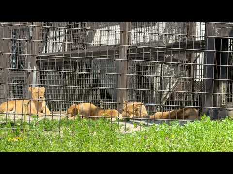 こども達 良く寝てます〜🤭　シルクさんとこども達　ライオン　のんほいパークにて　2026年4月3日 サムネイル