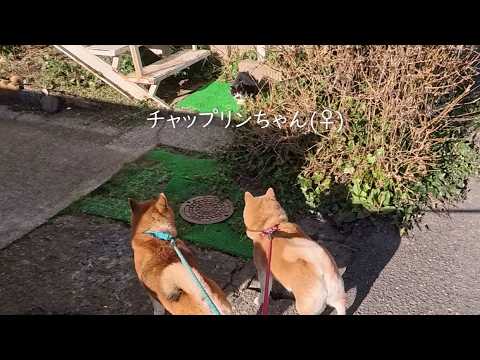 お好み焼き屋さんの看板猫ちゃんと井戸端会議 サムネイル