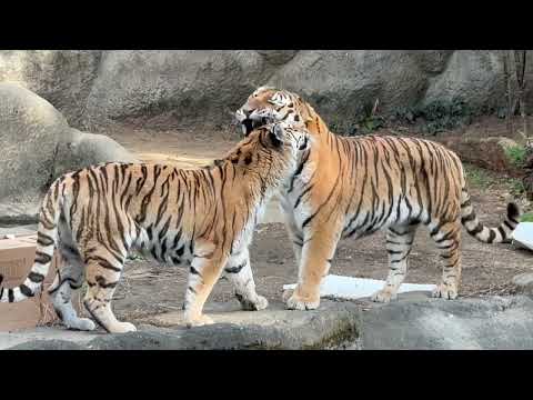 ローラーさんにスリっとされ 幸せそうに笑うソーンさん　アムールトラ　浜松市動物園にて　2026年2月14日 サムネイル