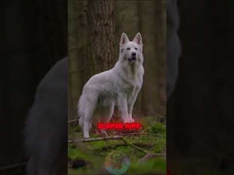 The Hidden Problems of Owning a German Shepherd dog petsrul… サムネイル