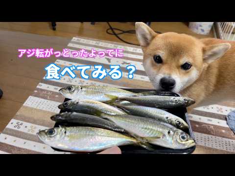 【食べません！】豆アジ完食間際に拒否柴発動のワケは？　柴犬小夏　ASMR サムネイル
