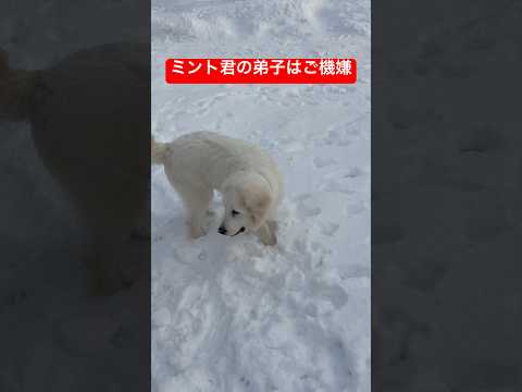 5ヶ月のグレートピレニーズテンション上がってます⤴️shorts goldenretriever ゴールデンレトリバー… サムネイル