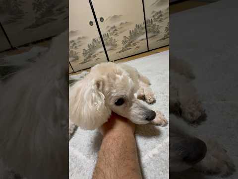 shorts 今晩のタローちゃん　トイプードル　2026年1月17日 サムネイル