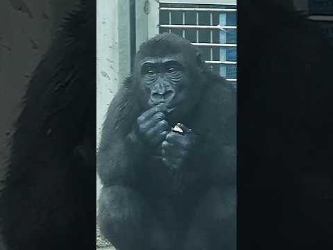金剛猩猩Ringo吃菱角😋 gorilla taipeizoo 台北市立動物園 cuteanimals babyani… サムネイル