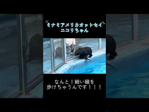 ミナミアメリカオットセイ ニコリちゃんの特技東武動物公園 アニマルパフォーマンス ミナミアメリカオットセイニコリ