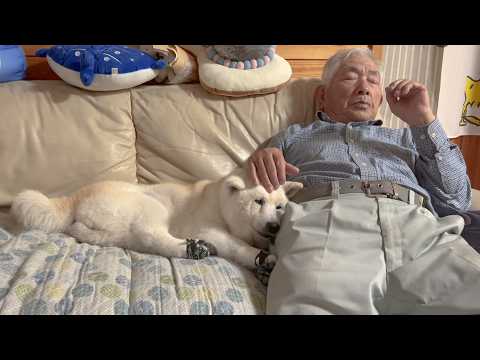 毎日畑仕事頑張るじいちゃんを隣で優しく労う可愛い柴犬とサモエド サムネイル