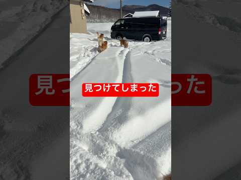 食べ物じゃないぞ🙅‍♂️shorts ゴールデンレトリバー goldenretriever グレートピレニーズ犬 サムネイル