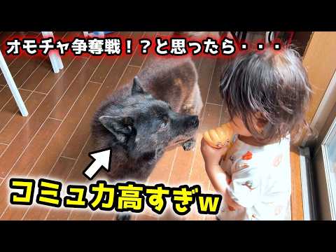 甲斐犬と赤ちゃんがオモチャを奪い合ったら初めて心が通じ合えました