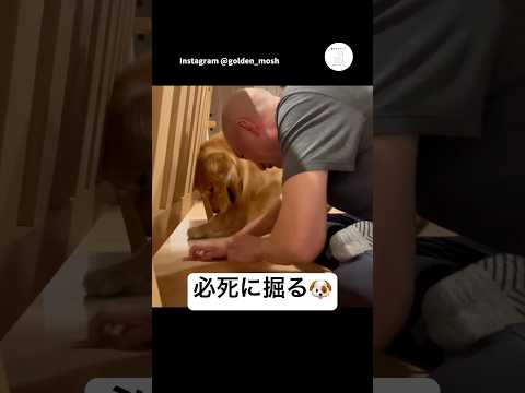 パパと一緒に床を掘る大型犬　ゴールデンレトリバー 大型犬　犬　面白い　かわいい犬 サムネイル