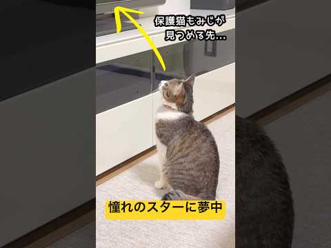 テレビのスター猫に夢中になった結果… サムネイル