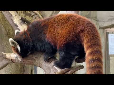 栄栄(ロンロン)さん　レッサーパンダ　那須どうぶつ王国にて　2026年2月1日 サムネイル