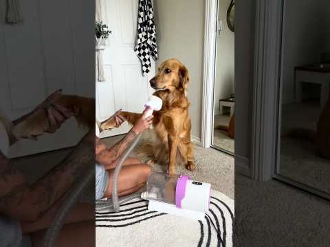 coming home to my golden retriever🥵goldenretreivers dog pup… サムネイル