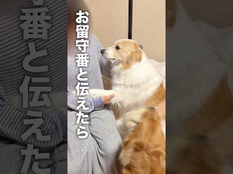 甘えた声で返事する犬が可愛すぎる...【ボーダーコリー・ゴールデンレトリバー】shorts サムネイル