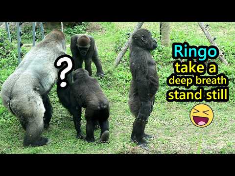Gorilla Ringo took a breath and stood still so funny, found… サムネイル