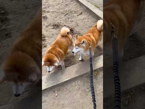 柴犬福 先輩柴と砂場にいた時の柴犬、柴集会🤣Shiba-Friend🤩shorts 柴犬 shibainu japan…