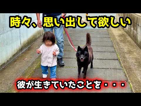 【優しすぎる犬】甲斐犬が赤ちゃんと散歩したら守ろうと一生懸命で・・・ サムネイル