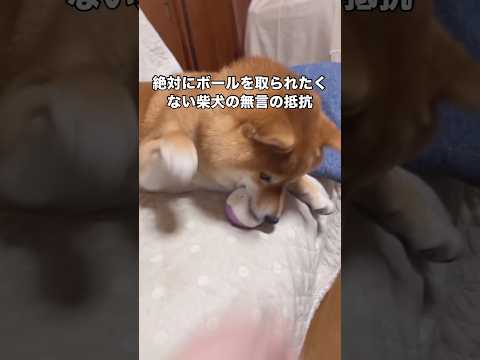 何も喋りはしないけど絶対に取らせないという強い意志を飼い主に伝えてくる柴犬 柴犬 いぬのきもち 赤柴 shorts サムネイル