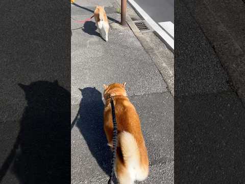 柴犬福 柴友と会った柴犬🤩Shiba-Friend🤩shorts japanesedog 柴犬 shibainu bt… サムネイル