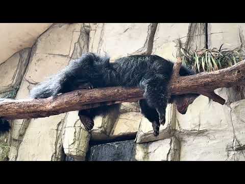 ビントロングのダムくんとシャロンちゃん　那須どうぶつ王国　IMG 9735 サムネイル