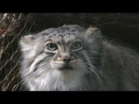 アズちゃん　オトちゃん　親子　マヌルネコ　神戸どうぶつ王国　2025年12月28日　00044 サムネイル