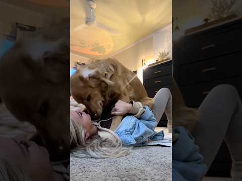 coming home to my golden retriever🥵 goldenretreiver dog ind… サムネイル