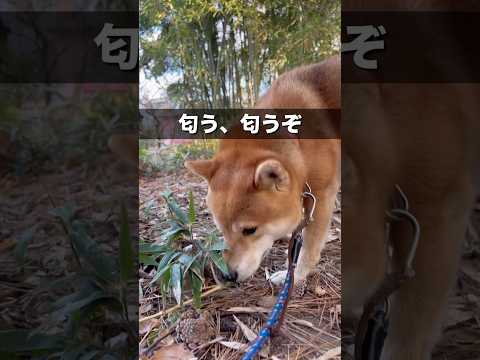 柴犬の牙〜無限クン活編〜　#柴犬　#柴犬とん サムネイル