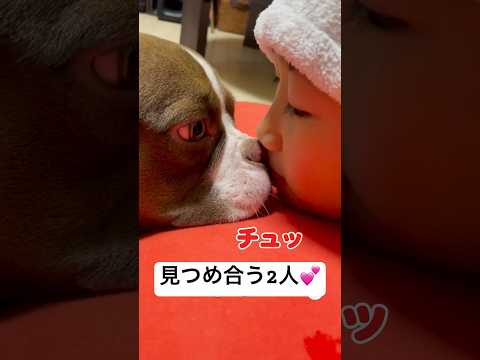 見てるだけで幸せ、犬と子供のラブラブな様子　　犬　いぬ　かわいい犬 癒し　幸せ サムネイル
