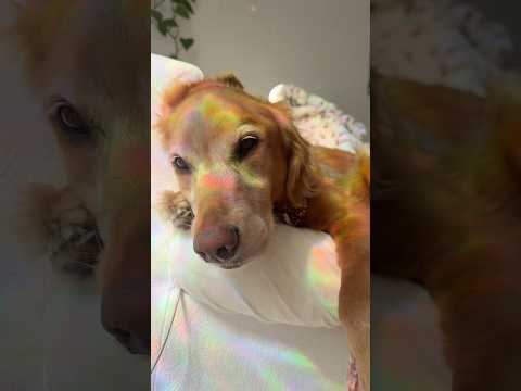 4K Transparent Try-On Haul In this stylish 2025 lookbook we… サムネイル