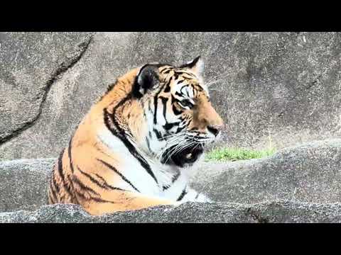 今日はサーシャの日　アムールトラ　浜松市動物園にて　2026年2月14日  IMG 8524 サムネイル