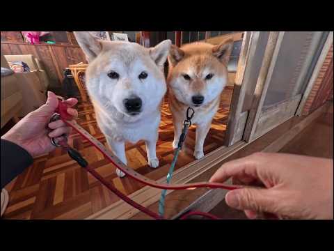 首輪を着ける時は足がぐっと短くなる犬種 サムネイル