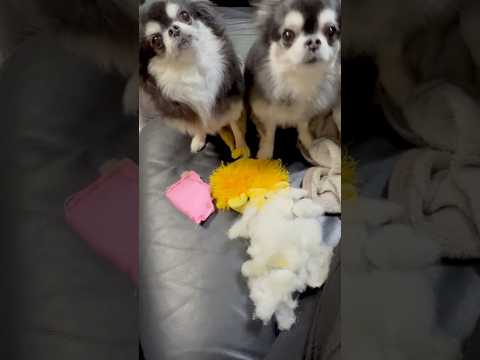 おもちゃを壊すチワワのいちご & ジュリー サムネイル