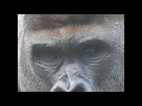 Gorilla D'jeeco 27y2m old. shorts D發呆.拉近 1-30 サムネイル