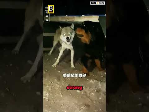 Even Wolves Fear This Dog! 😱🐕 TibetanMastiff サムネイル