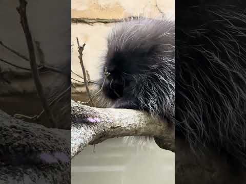 shorts カナダヤマアラシ　那須どうぶつ王国　IMG 8105 サムネイル