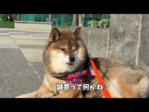 柴犬が飼い主との交渉の末に得たもの サムネイル