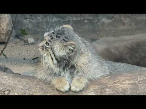 いつでも可愛い❤️ アズちゃん　マヌルネコ　神戸どうぶつ王国　2025年12月26日 サムネイル