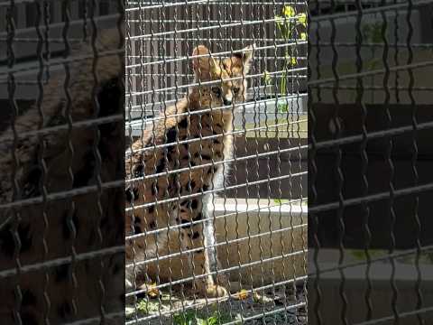 shorts お耳ピクピクゆいちゃん　サーバル　のんほいパークにて　2026年4月3日 サムネイル