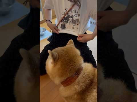 柴犬福 姉のトンチキTシャツに対して興味がない柴犬🤣Sis and Shiba🤣姉と柴 shorts japanese… サムネイル